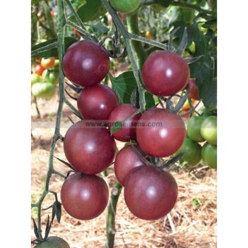 TOMATE Cerise Black Cherry 50 GN
